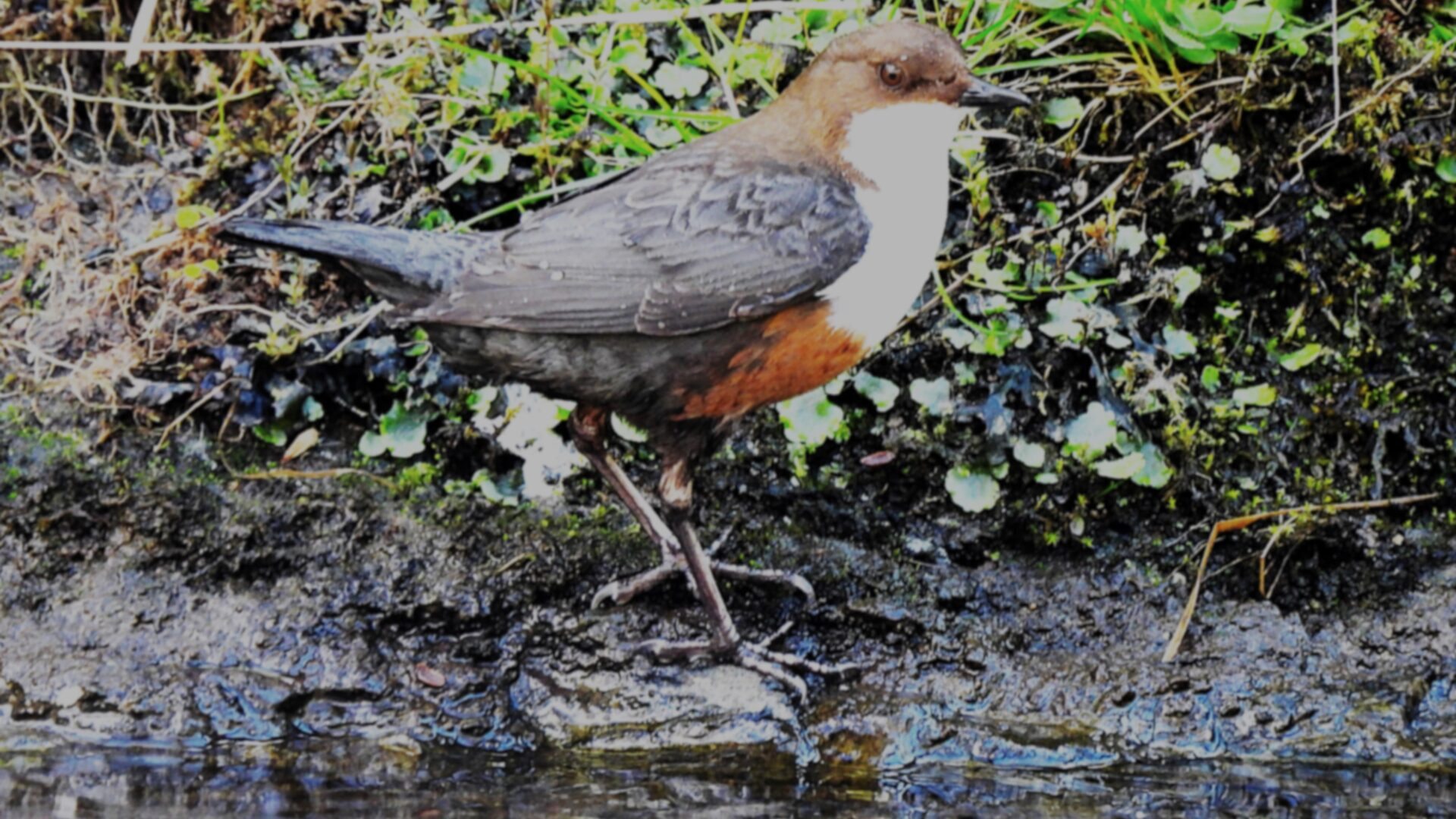 Powerful legs, sharp claws and stubby wings help the dipper hunt underwater