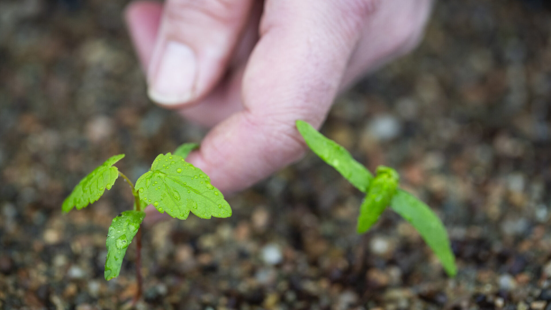 Staff have been carefully nurturing the seedlings at the National Trust's Plant Conservation Centre. Photo: National Trust / James Dobson