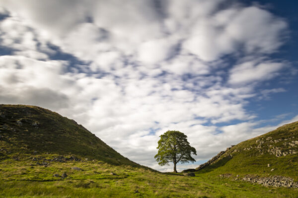 Living legacies of the Sycamore Gap tree to grow across all 15 National Parks