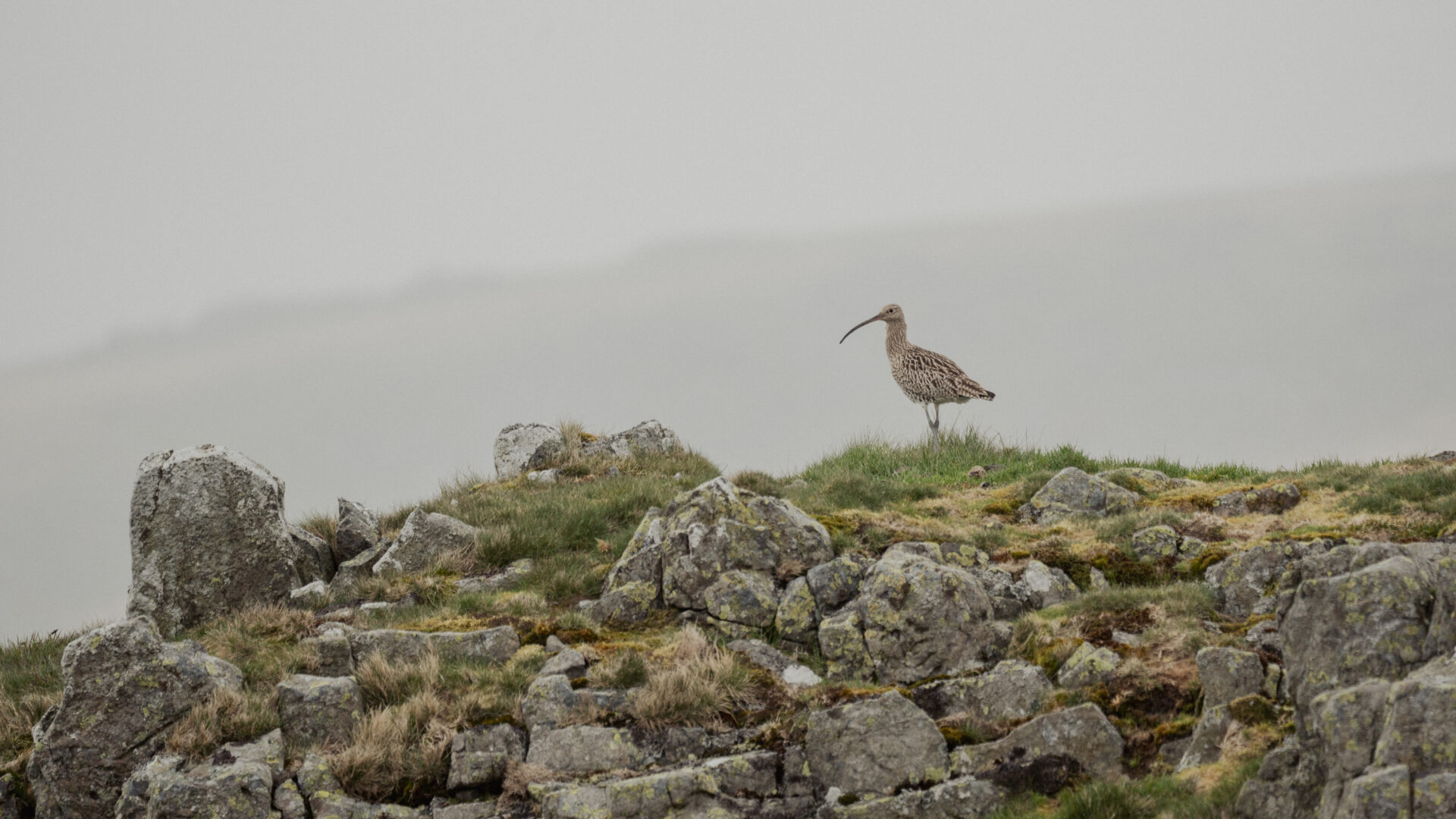 A curlew in the Harthope Valley in Northumberland National Park. As a ground-nesting bird, curlews and vulnerable to predation and disturbance. Photo: Laurie Campbell