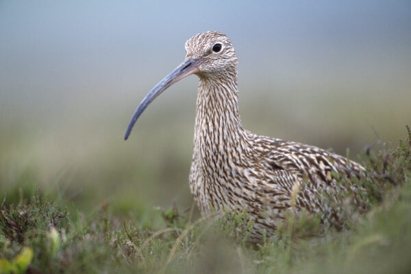 How Northumberland National Park is protecting the curlew