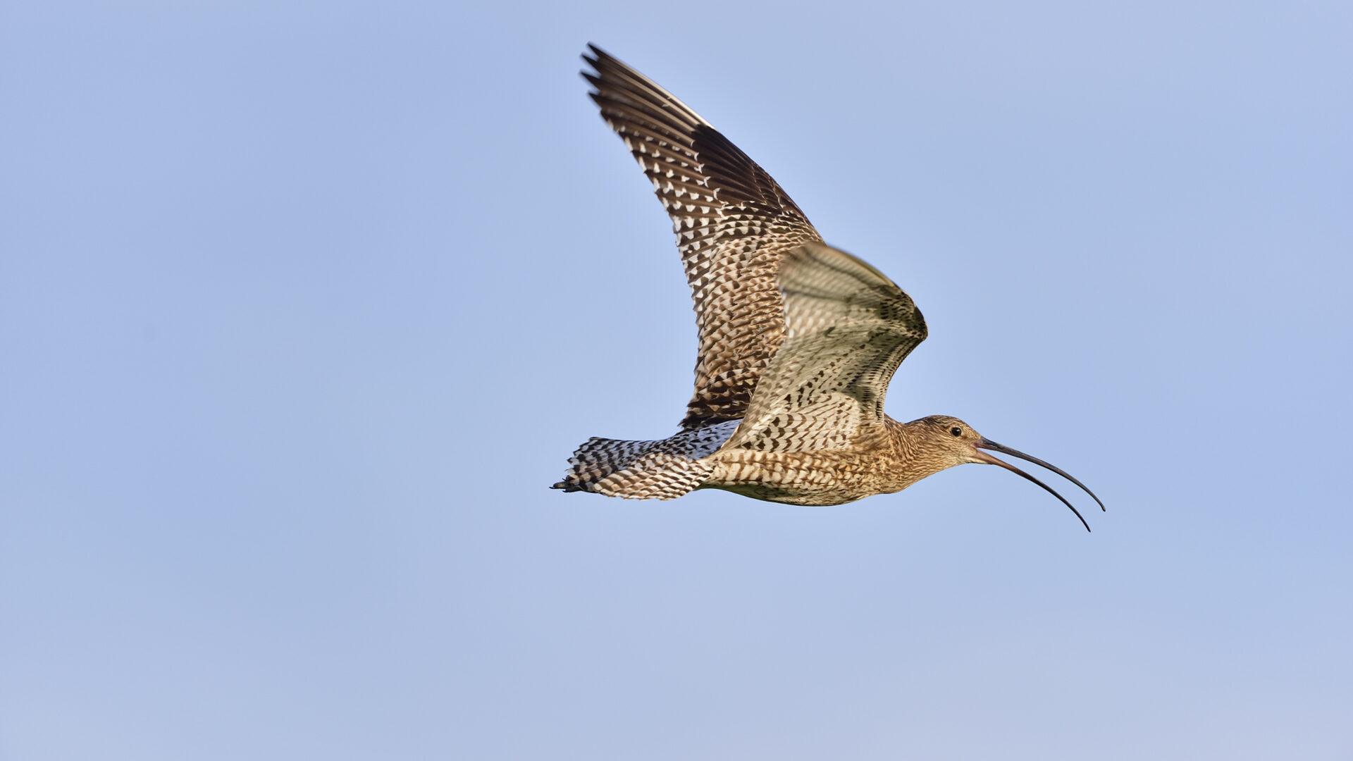 The bubbling call of the curlew is one of the most distinctive signs of spring in upland and wetland environments. Photo: Laurie Campbell